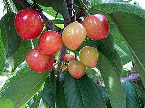 樱桃,水果,甜,红色,新鲜,特产,农产品,种植